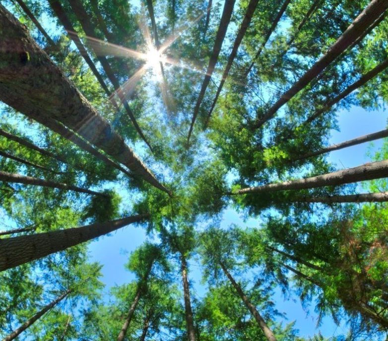 From Contaminated Sites to Impact Assessments: The Role of Environmental Risk Assessments